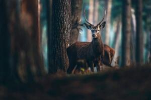 Fototapeta jelen v lese - 300x200 cm