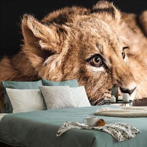 Samolepící fototapeta mládě lva - 300x200 cm