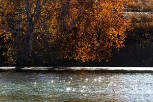 Fototapeta odraz listí v jezeře - 300x200 cm