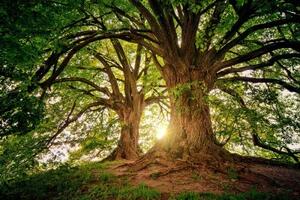 Fototapeta majestátní stromy - 150x100 cm