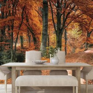 Fototapeta les v podzimním období - 150x100 cm