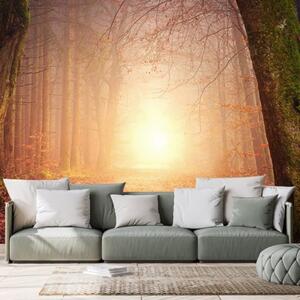 Samolepící tapeta les v pohádkových barvách - 300x200 cm