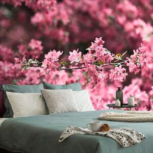Fototapeta detailní květiny třešně - 300x200 cm