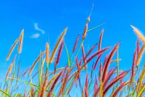 Fototapeta divoká tráva pod oblohou - 150x100 cm