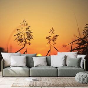 Fototapeta stébla trávy při západu slunce - 300x200 cm