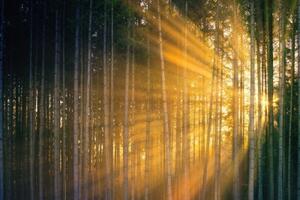 Fototapeta slunce za stromy - 150x100 cm