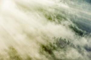 Fototapeta mlhavý les - 150x100 cm