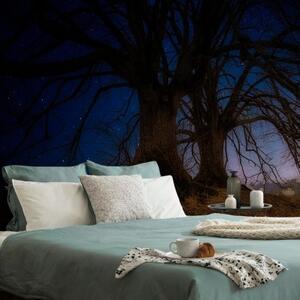 Samolepící tapeta stromy v noční krajině - 225x150 cm