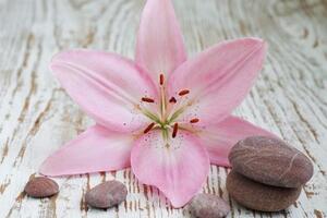 Fototapeta růžová lilie a Zen kameny - 150x100 cm