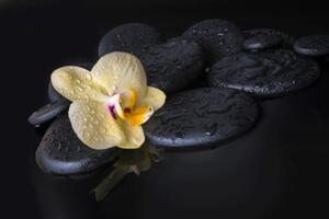Fototapeta Zen kameny se žlutou orchidejí - 300x200 cm