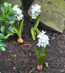 Gilde Umělá květina Hyacint s cibulí, bílý