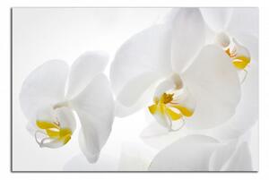 Moderní obraz Bílé orchideje