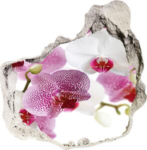 Fototapeta nálepka na zeď Fototapeta orchidej nd-p-107506962