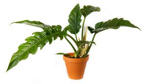 Philodendron Narrow Escape, průměr 14-15 cm Filodendron
