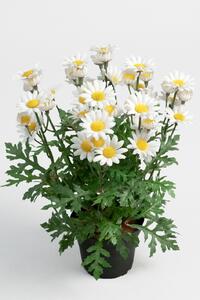 Animadecor Umělá rostlina - Kopretina keřík 30cm