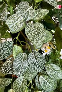 Animadecor Umělá rostlina - Fittonia plazivá rostlina
