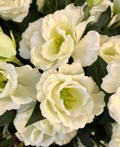 Animadecor Umělá květina - Eustoma jícnovka bílá 65cm