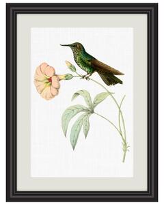 Obrázek kolibřík zelenotemenný A5 (148 x 210 mm): A5