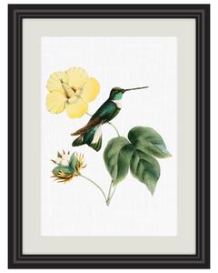 Obrázek kolibřík klínozobý A5 (148 x 210 mm): A5