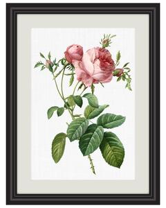 Obrázek růže Piano Freiland A5 (148 x 210 mm): A5