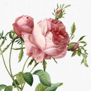 Obrázek růže Piano Freiland A5 (148 x 210 mm): A5