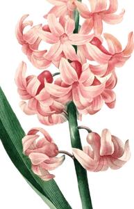 Obrázek růžový hyacint A5 (148 x 210 mm): A5