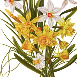 Obrázek kytice narcisů A5 (148 x 210 mm): A5