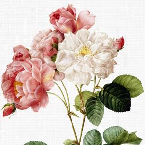 Obrázek damašské růže A5 (148 x 210 mm): A5