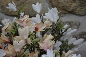 CERINO Umělá květina Magnolie větev 70cm růžová