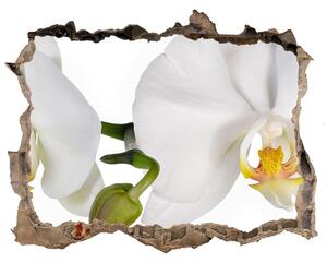 Samolepící nálepka fototapeta Orchidej nd-k-103920801