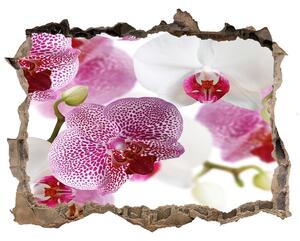 Fototapeta nálepka na zeď Fototapeta orchidej nd-k-107506962