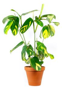 Ctenanthe Lubbersiana, průměr 12 cm Ktenante