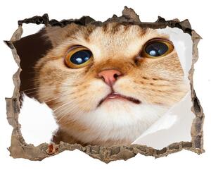 Díra 3D fototapeta na stěnu Kočka v díře nd-k-33902265