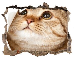 Díra 3D fototapeta na stěnu nálepka Kočka nd-k-52539481