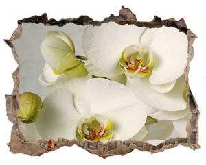 Samolepící díra nálepka Bílá orchidej nd-k-67521473