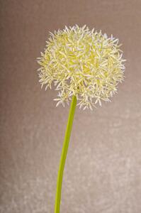 Paramit Aranžovací květina česnek bílá