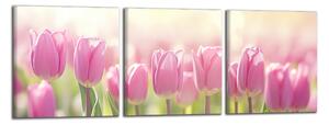 Obraz na zeď Růžové tulipány panorama