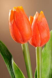 Paramit Umělý tulipán oranžový 40 cm