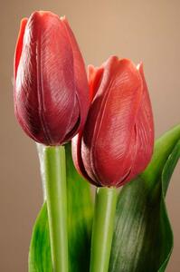 Paramit Umělý tulipán tmavě červený 40 cm