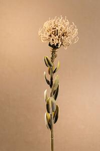 Paramit DRY SMALL PROTEA Aranžovací květina 61 cm krémová