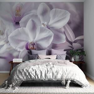 Fototapety Bílé a lila jemné květy orchidejí, měkké osvětlení a rozmazané texturované pozadí , Fototapety květiny, w09155 : uwalls.cz