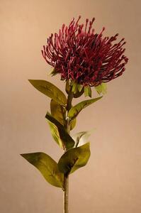 Paramit DRY PROTEA Aranžovací květina 73 cm červená