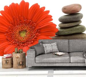 Sablio Tapeta Gerbera s kameny - 125x75 cm