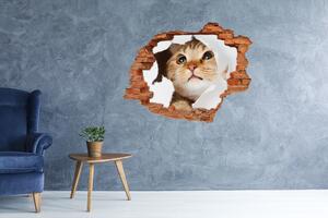 Díra 3D fototapeta na stěnu Kočka v díře nd-c-33902265