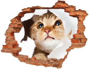 Díra 3D fototapeta na stěnu Kočka v díře nd-c-33902265