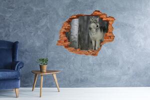 Díra 3D fototapeta na stěnu Šedý vlk nd-c-57875164