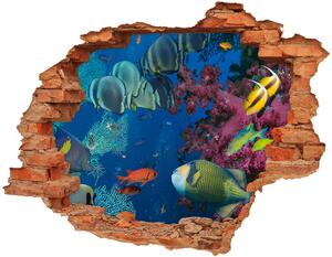 Díra 3D fototapeta na stěnu Korálový útes nd-c-64308436