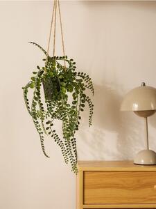 Sinsay - Decorative plant in a pot - zelená