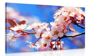 Obraz třešňový květ na větvi - 90x60 cm