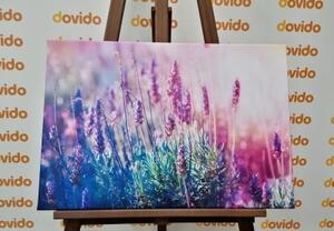 Obraz kouzelné květy levandule - 120x80 cm